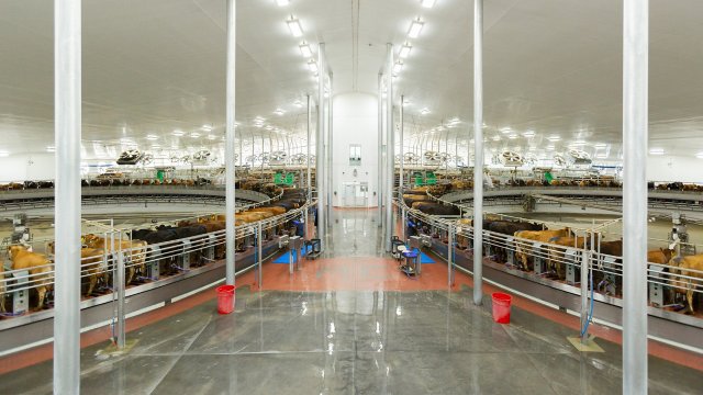Mungitura di mucche in due impianti affiancati in un grande capannone